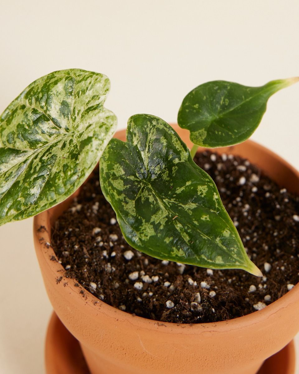 Baby Alocasia Dragon Scale Mint Variegated