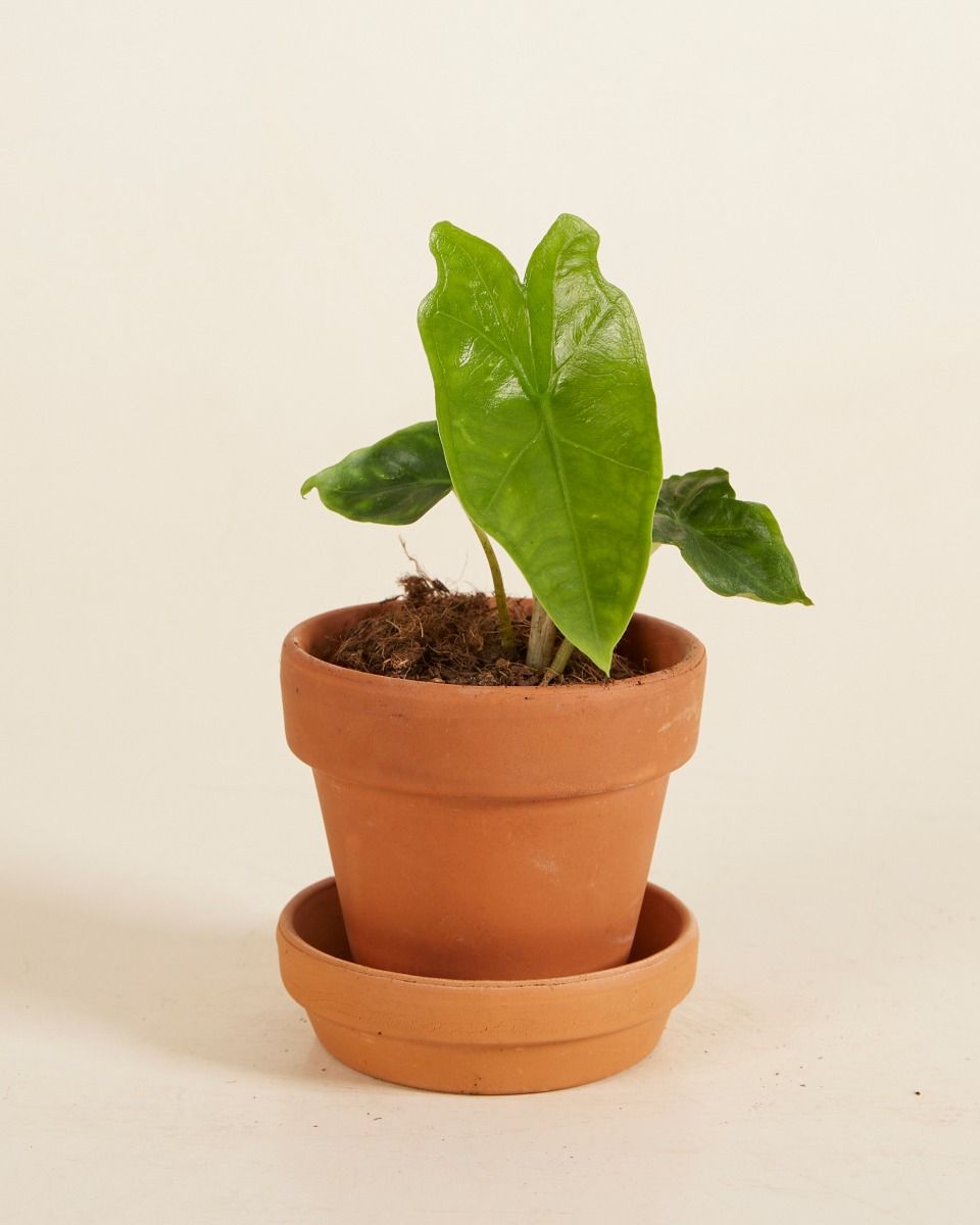 Bebé Alocasia Elephant Ears Nycteris Batwing