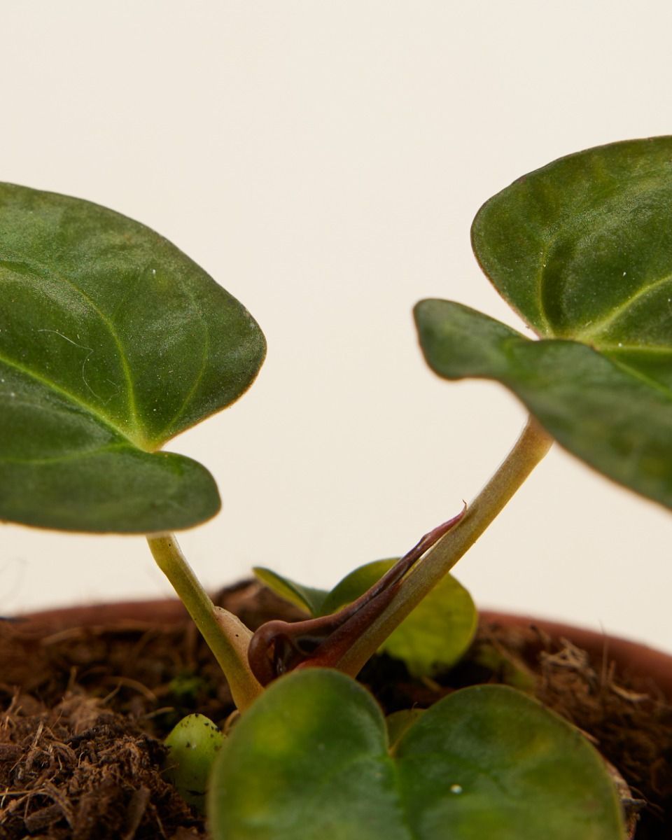 Baby Anthurium Papillilaminum x Dark Phoenix
