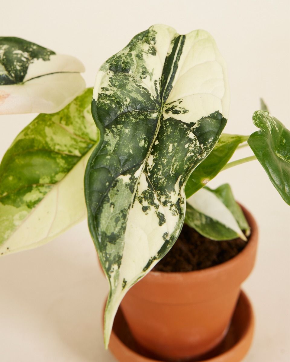 Baby Alocasia Dragon Scale Albo Variegated