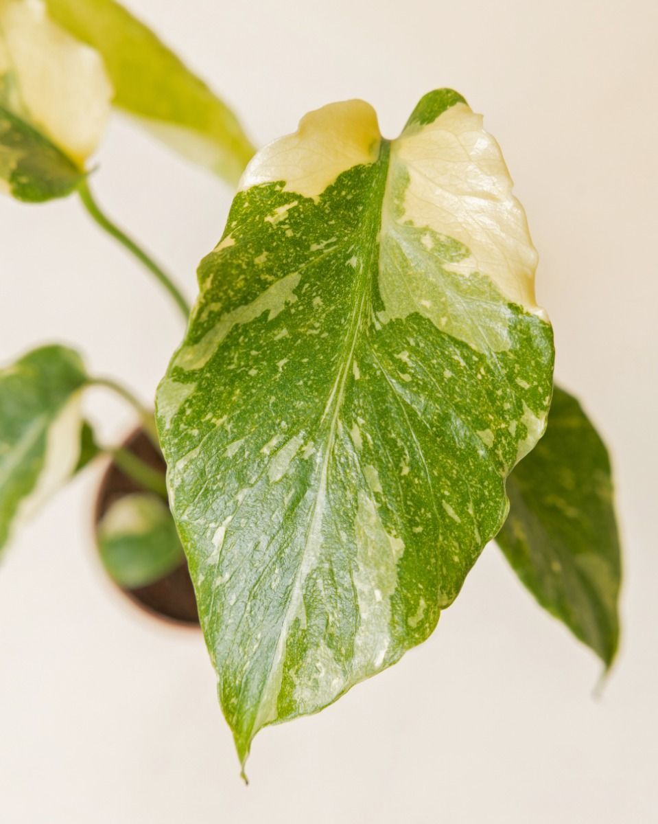 Baby Monstera Swiss Cheese plant Thai Constellation NoID