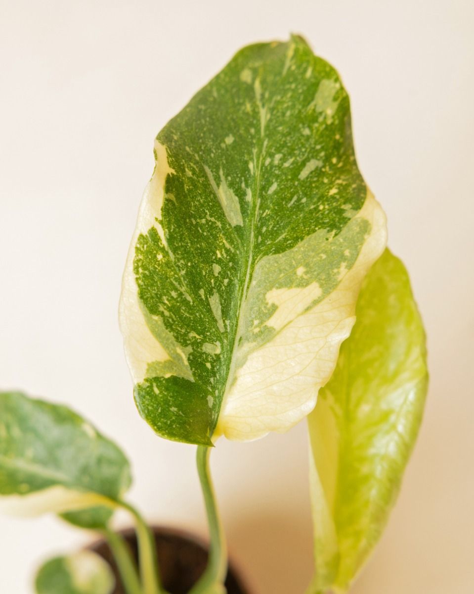 Baby Monstera Swiss Cheese plant Thai Constellation NoID