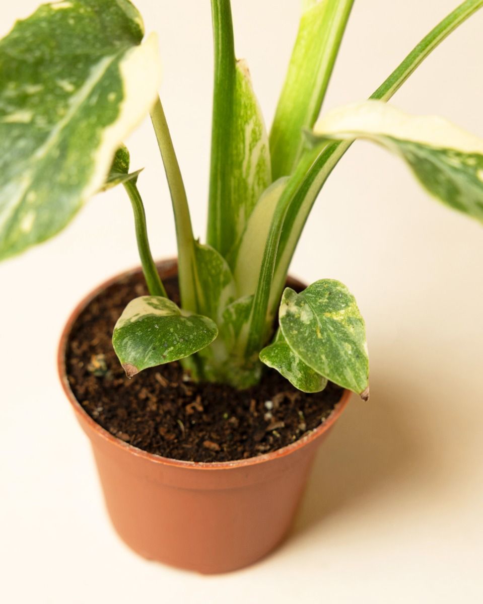 Baby Monstera Swiss Cheese plant Thai Constellation NoID