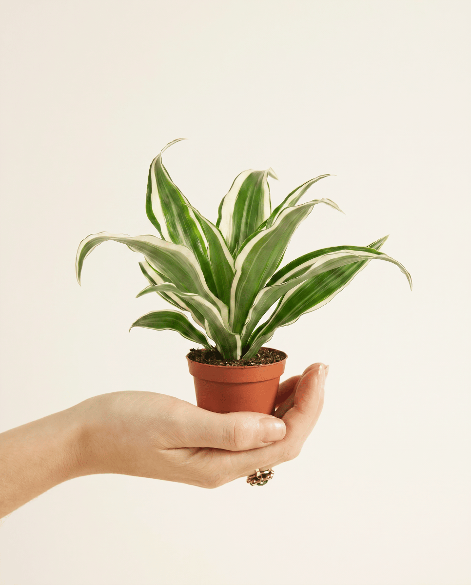Baby Dracaena Drakenbloedboom White Jewel