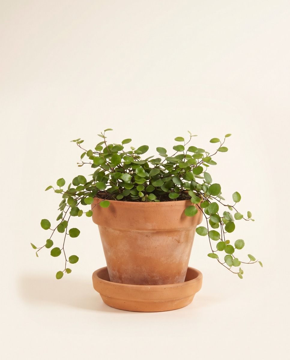 Baby Muehlenbeckia Drahtstrauch Complexa