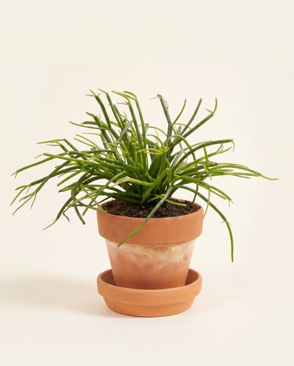 Baby Rhipsalis Rhipsalis Cassutha