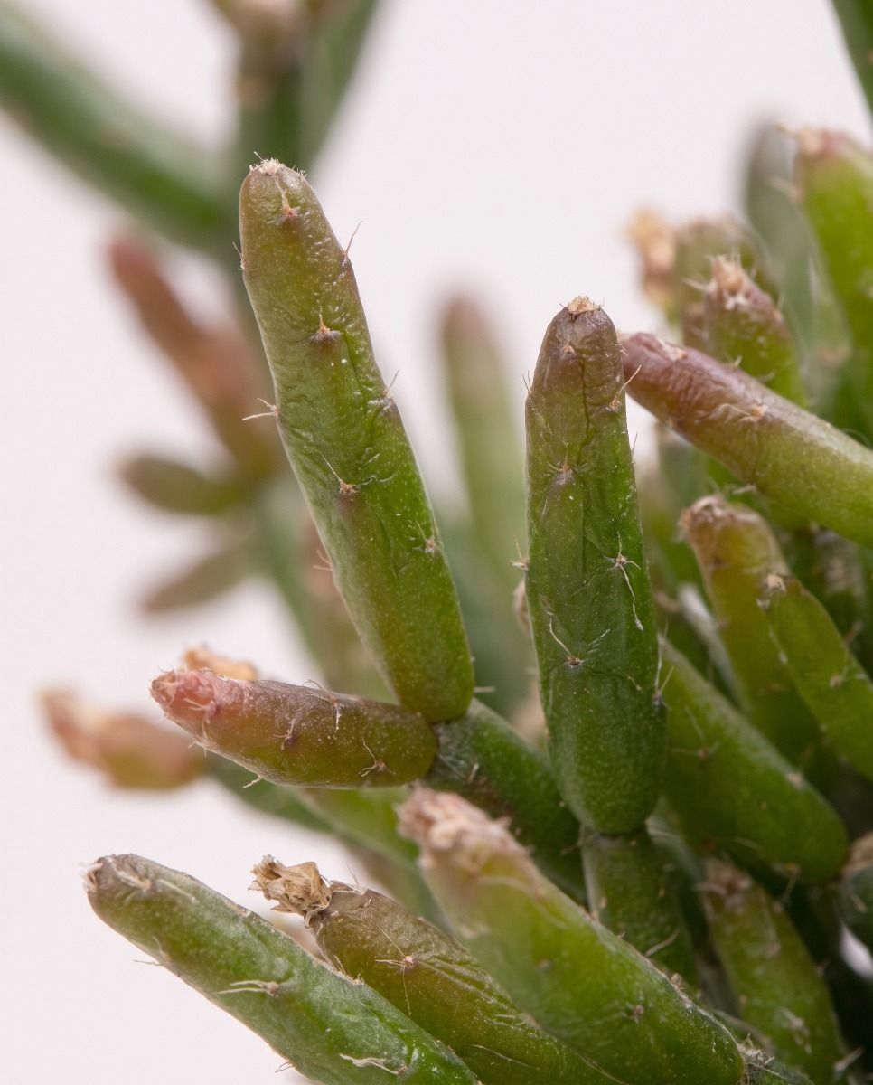 Bebé Rhipsalis Rhipsalis Burchellii