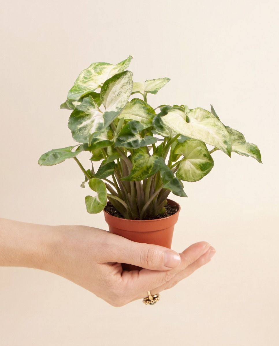 Baby Syngonium Pijlpuntplant Pixie