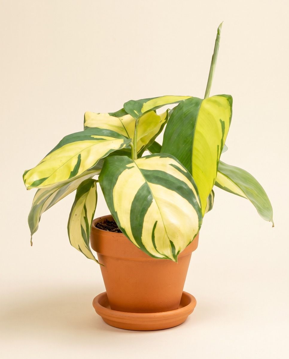 Bebé Ctenanthe Planta nunca nunca Golden Mosaic