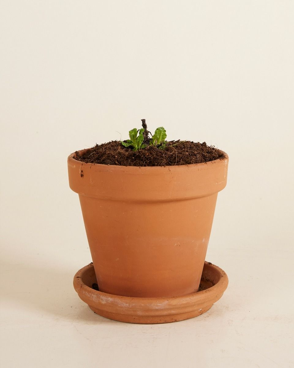 Salvia Salvia Blanca Nemorosa Sensation White