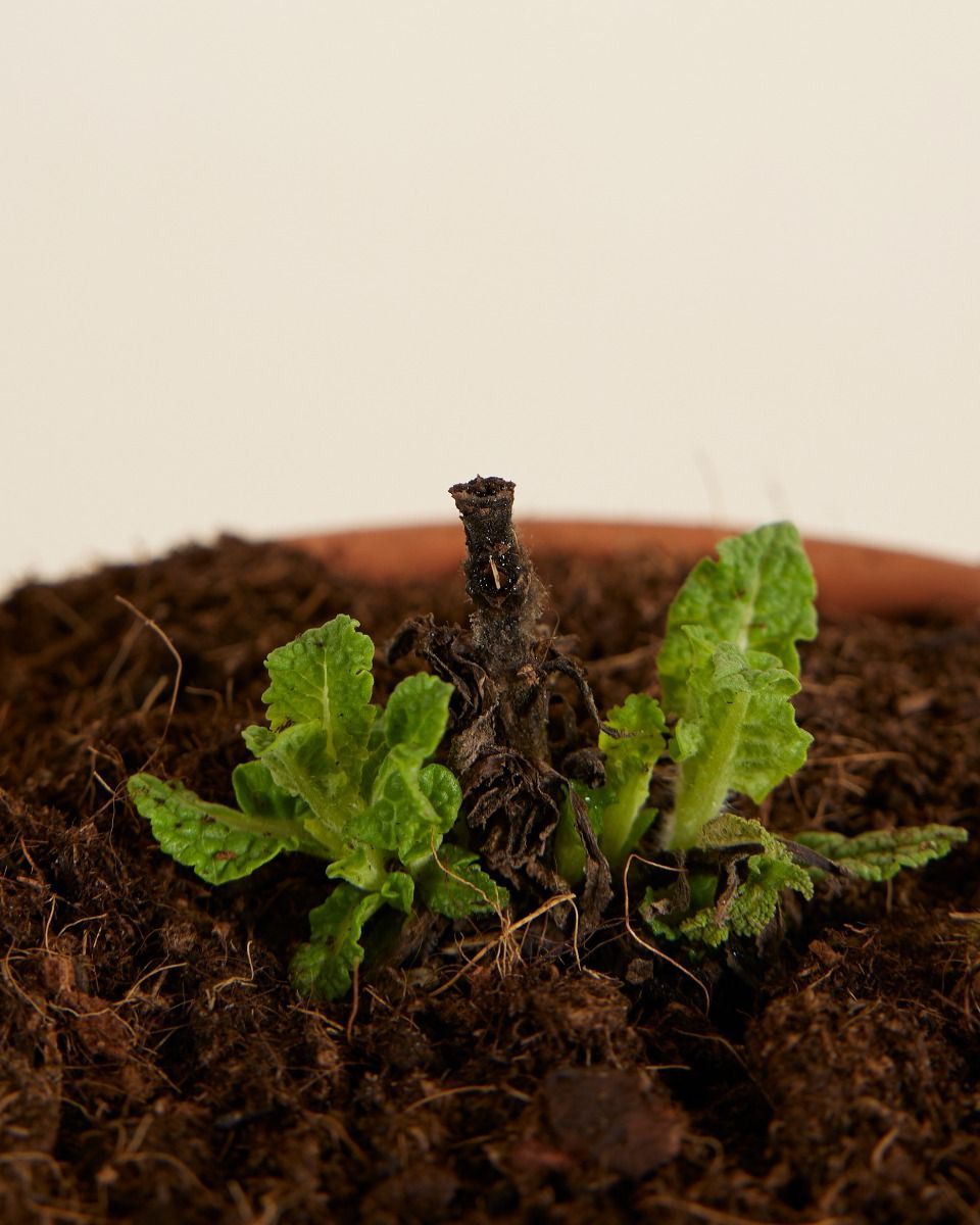 Salvia Salvia Blanca Nemorosa Sensation White