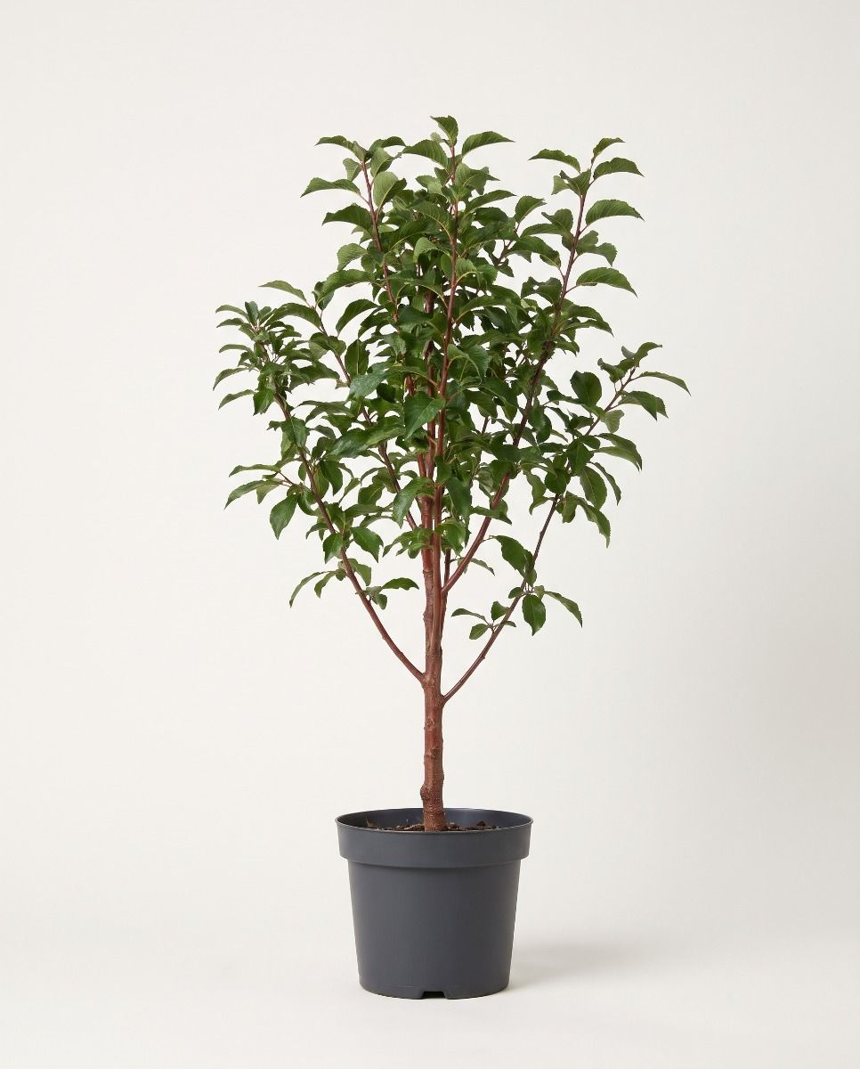 Prunus Susino Domestica Opal