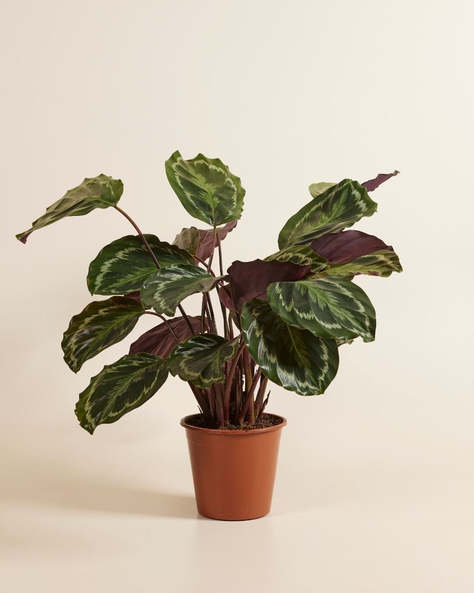 Calathea Prayer plant Medallion