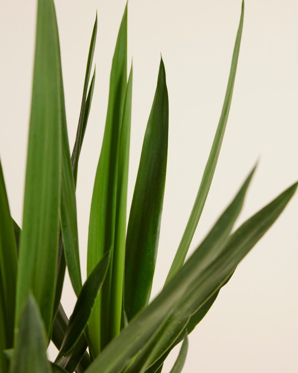 Elephantipes Yucca