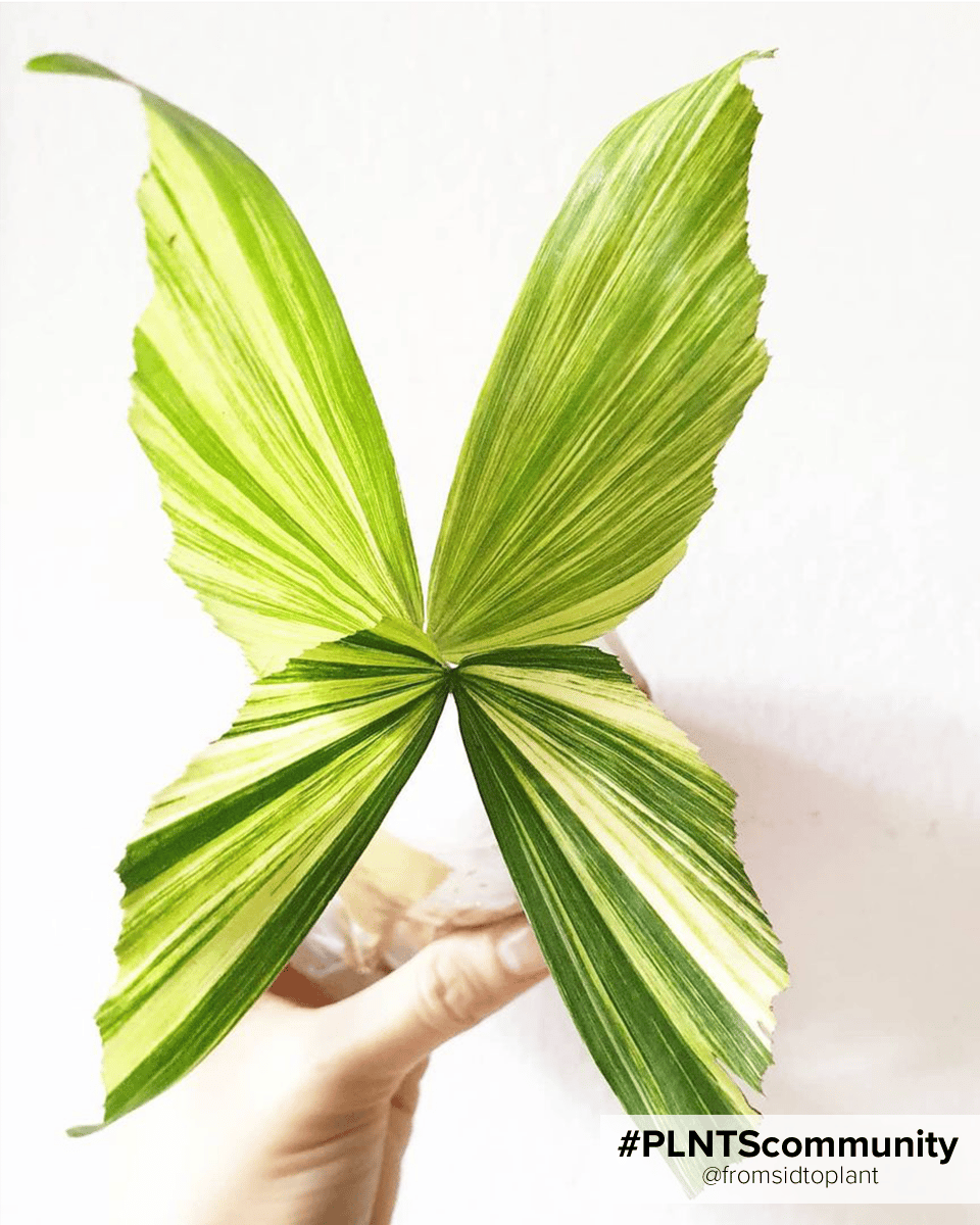 Caryota Fishtail palm Mitis