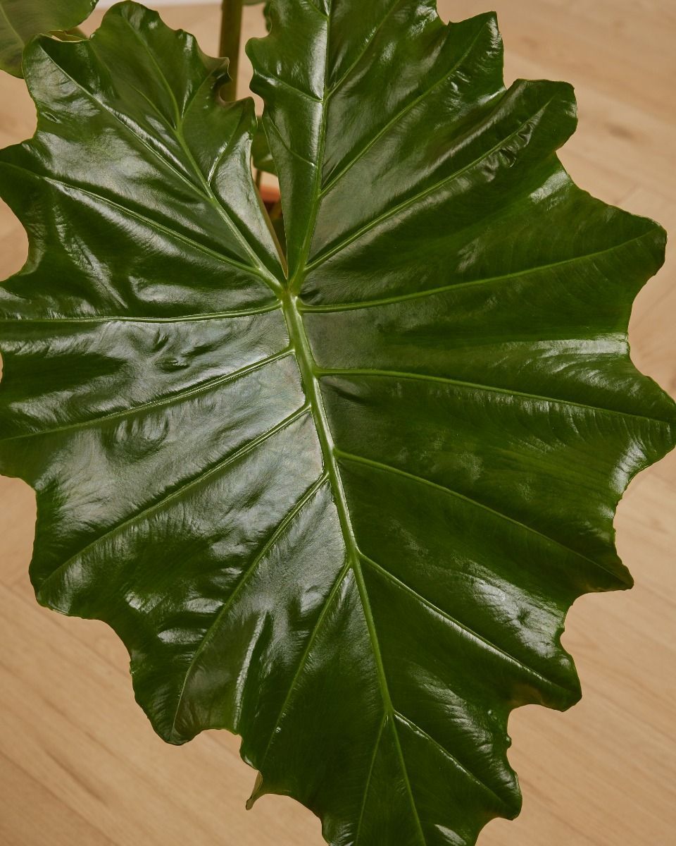 Alocasia Elefantenohr Portodora