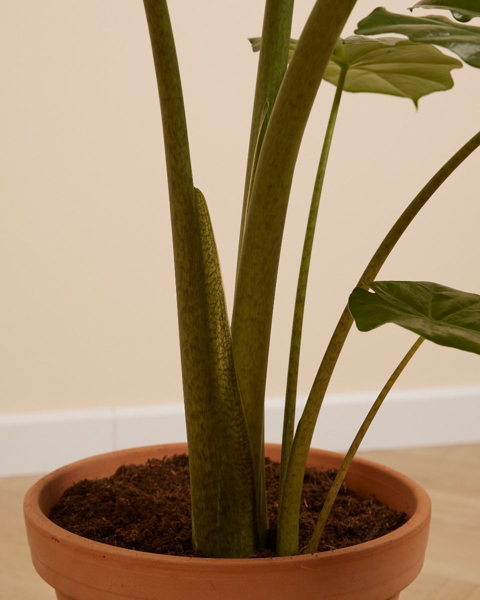 Alocasia Elefantenohr Portodora