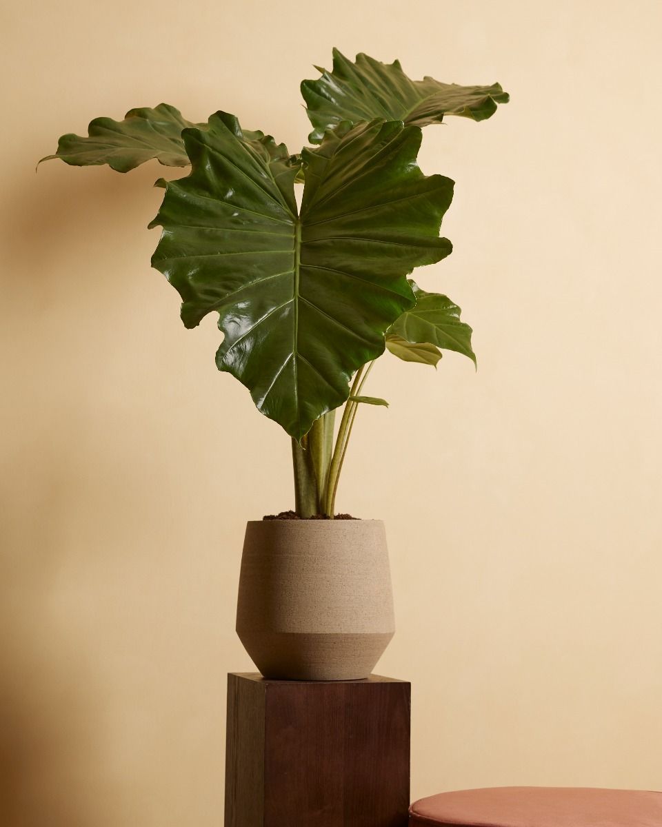 Alocasia Elefantenohr Portodora