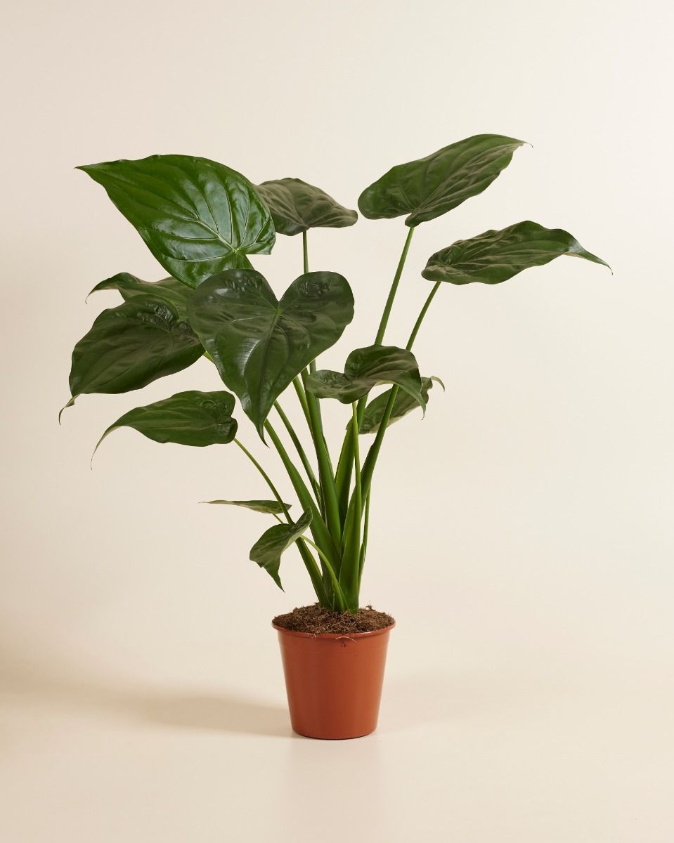 Alocasia Buddha's Palm Cucullata