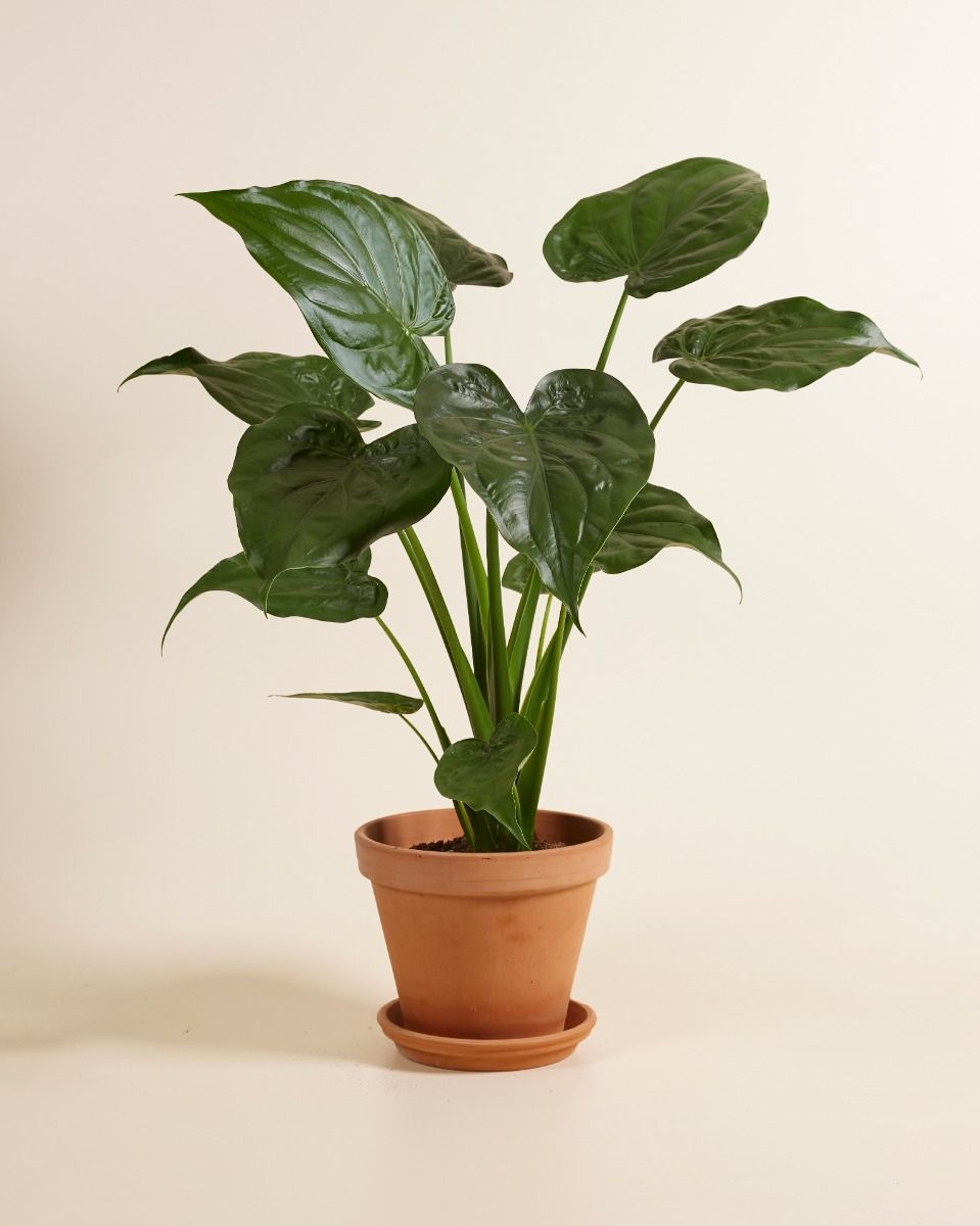 Alocasia Elefantenohr Cucullata