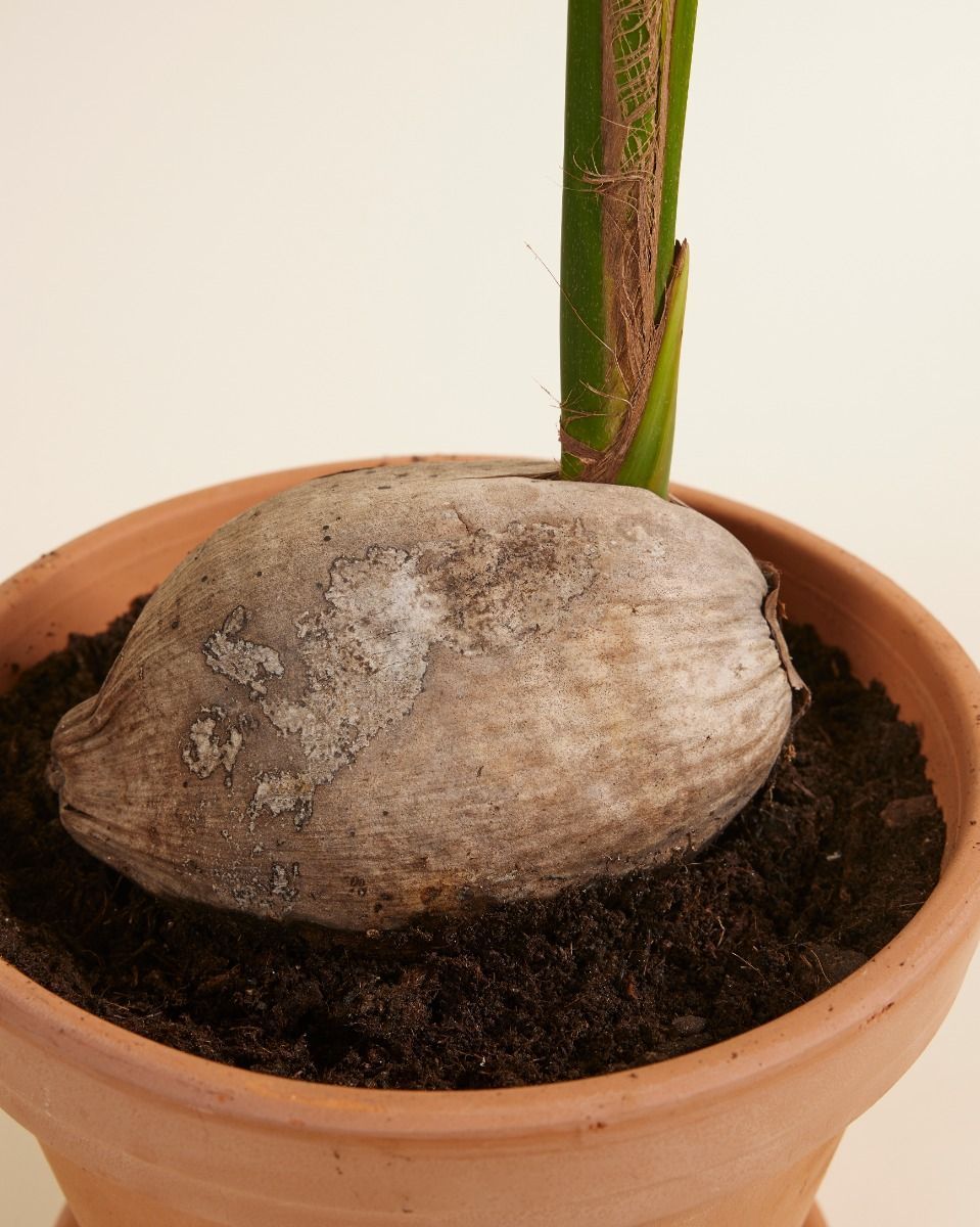 Palm Cocos nucifera Coconut