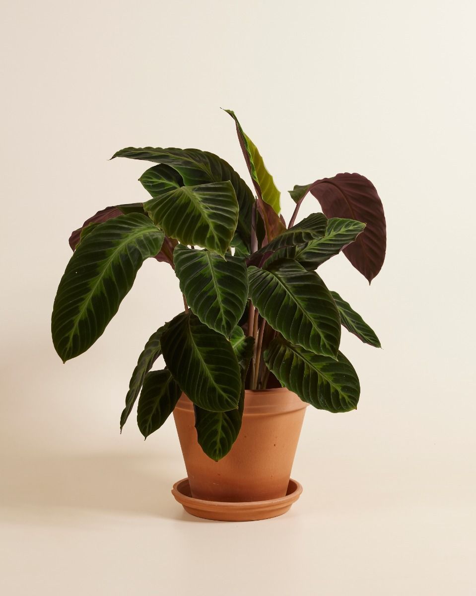 Calathea Prayer plant Warscewiczii