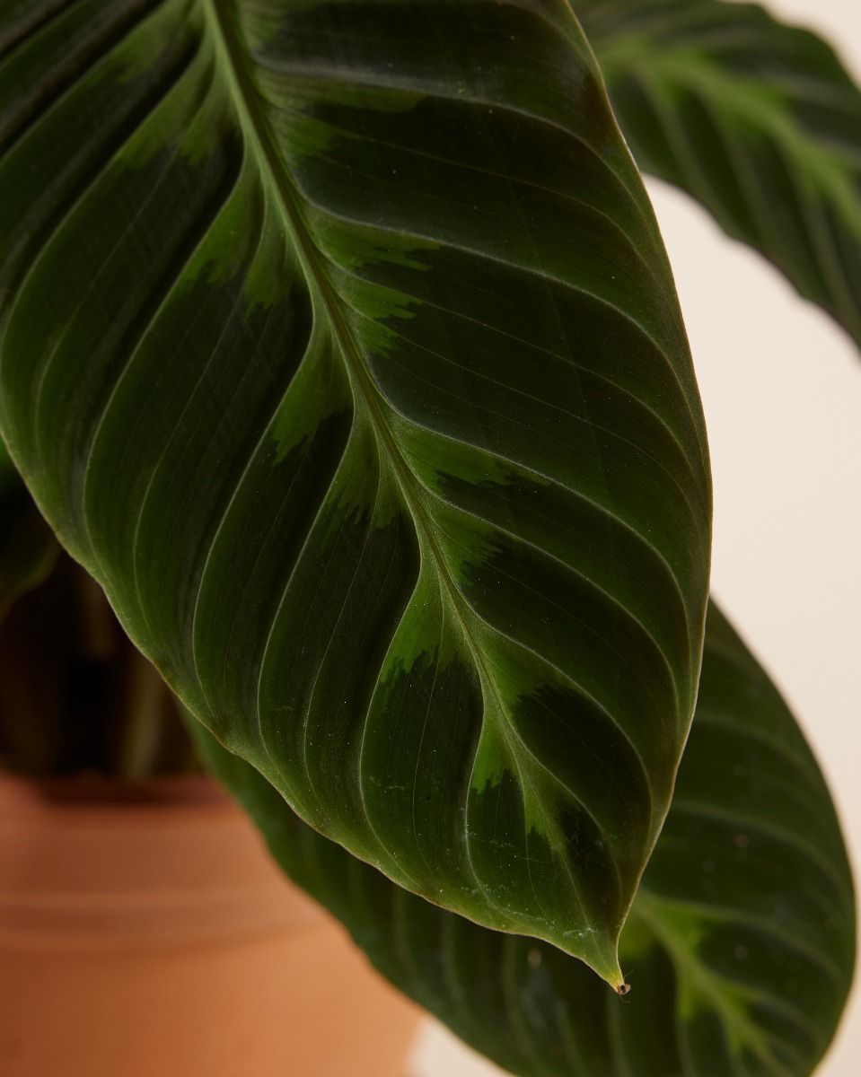 Calathea Prayer plant Warscewiczii