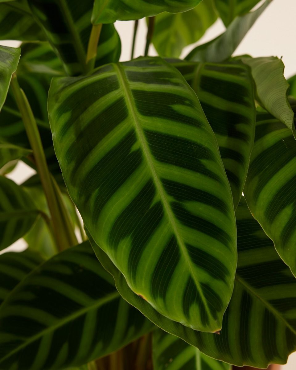 Calathea Prayer plant Zebrina