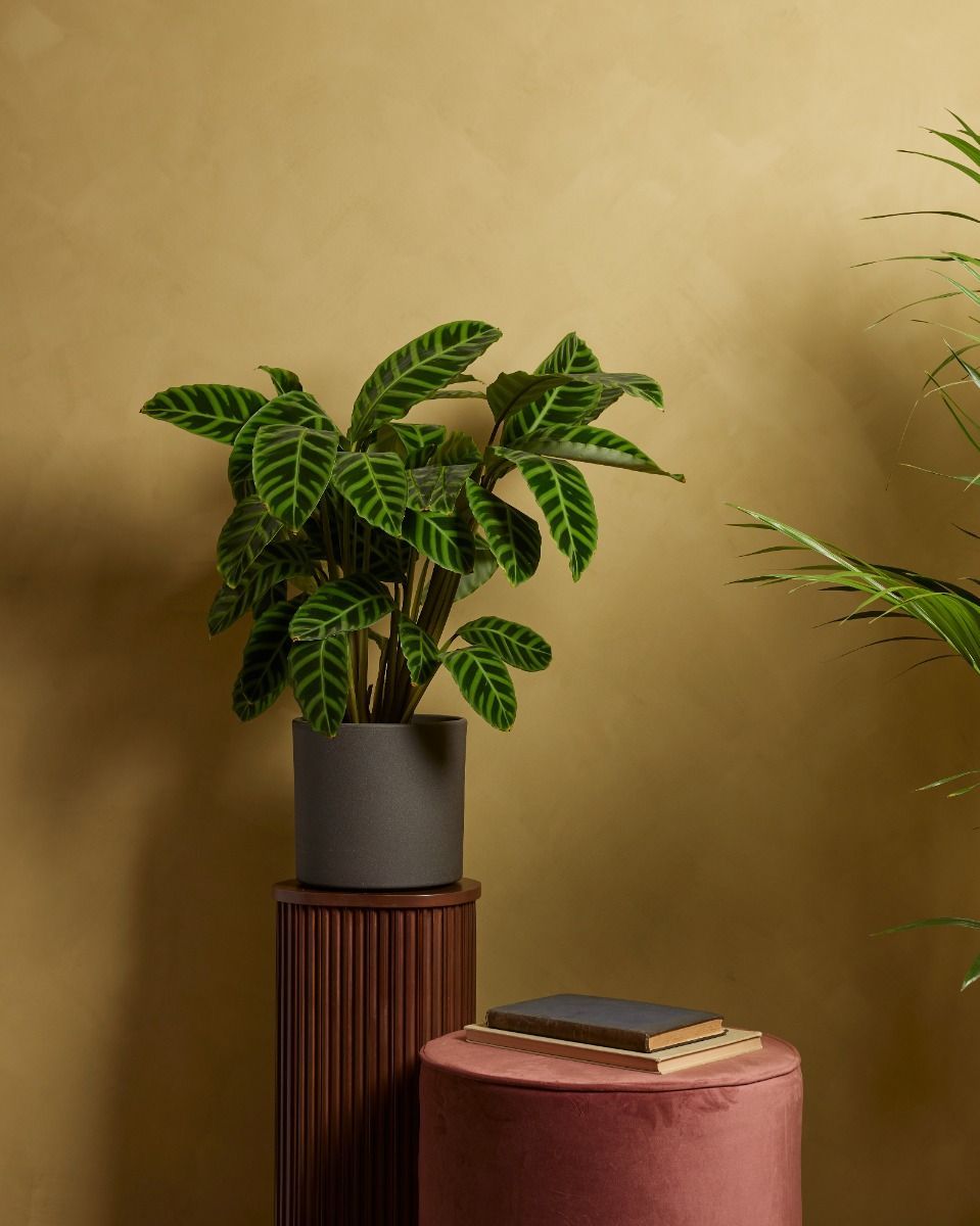 Calathea Prayer plant Zebrina