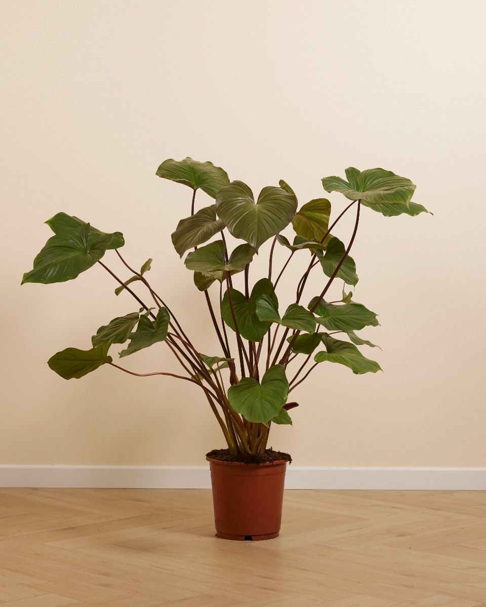 Homalomena Rubescens Maggy