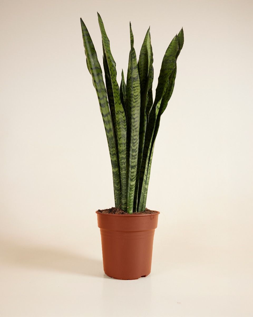 Sansevieria Zeylanica 