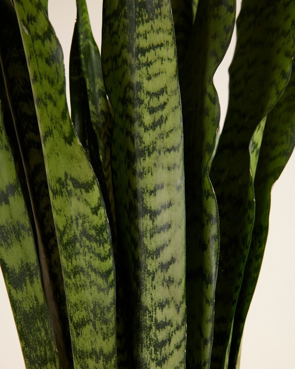 Sansevieria Zeylanica 