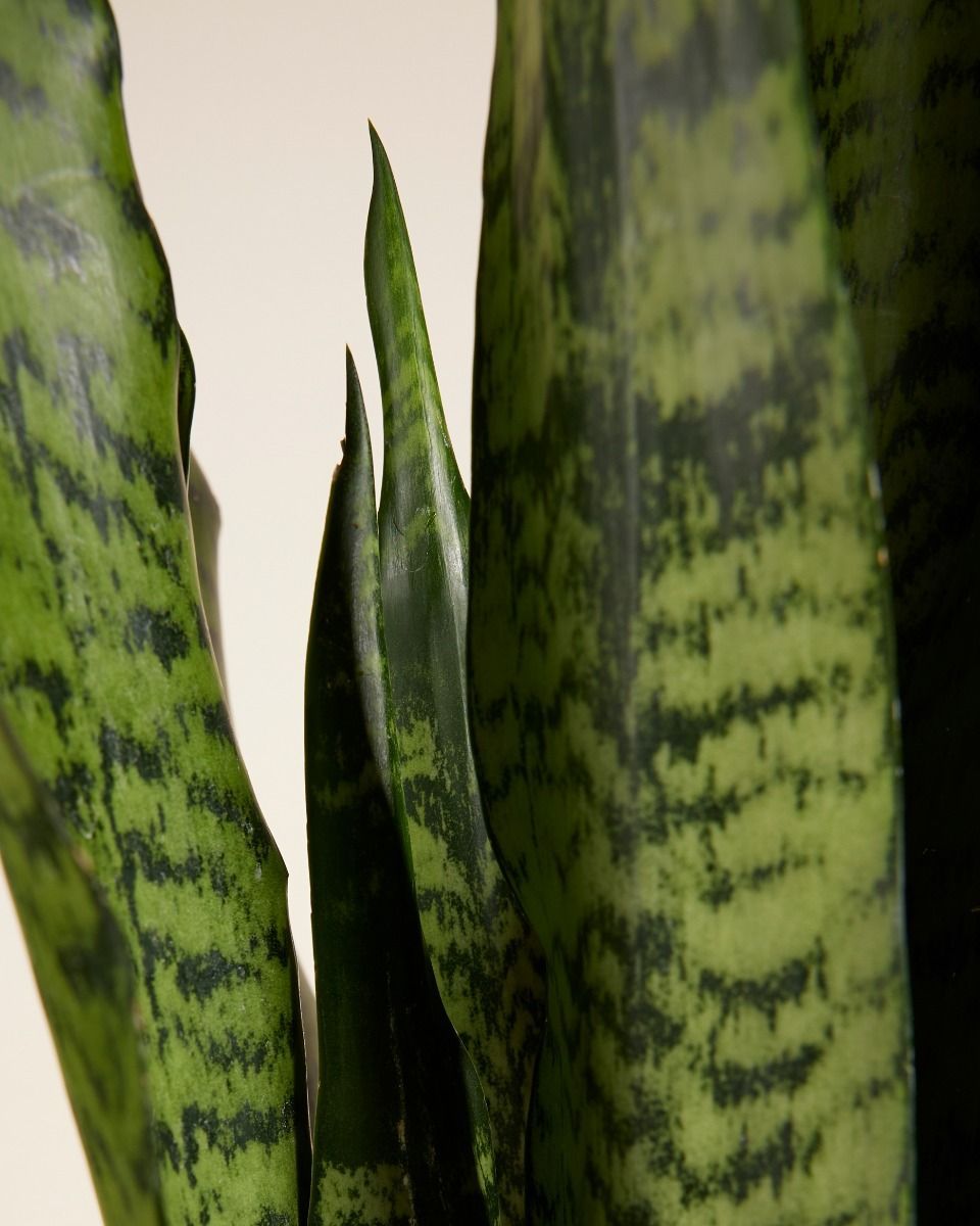 Sansevieria Zeylanica 