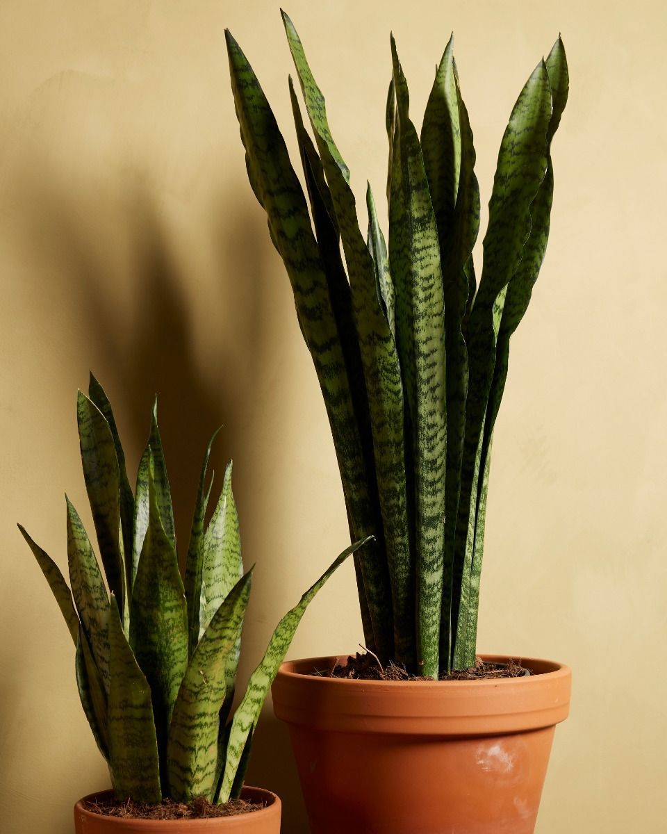 Sansevieria Zeylanica 