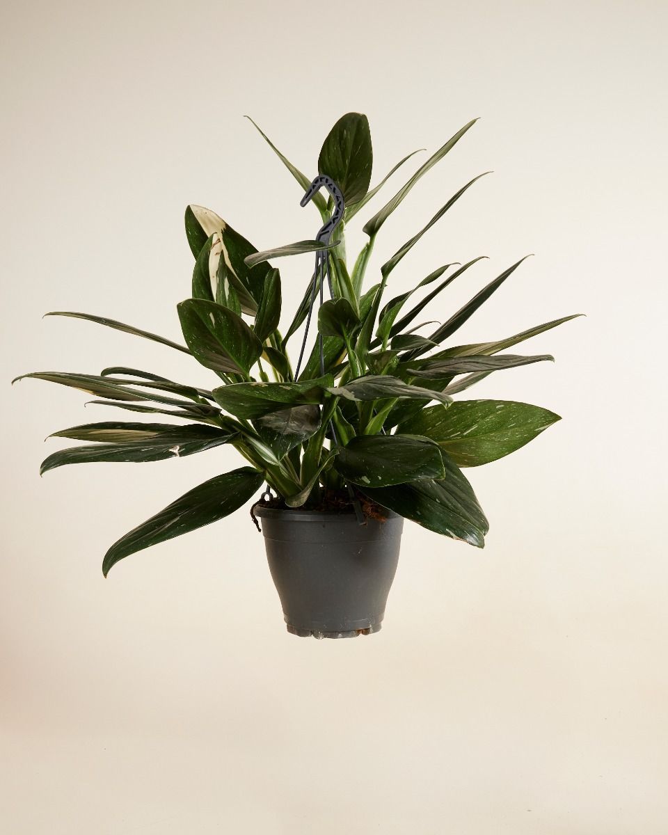 Philodendron Cobra