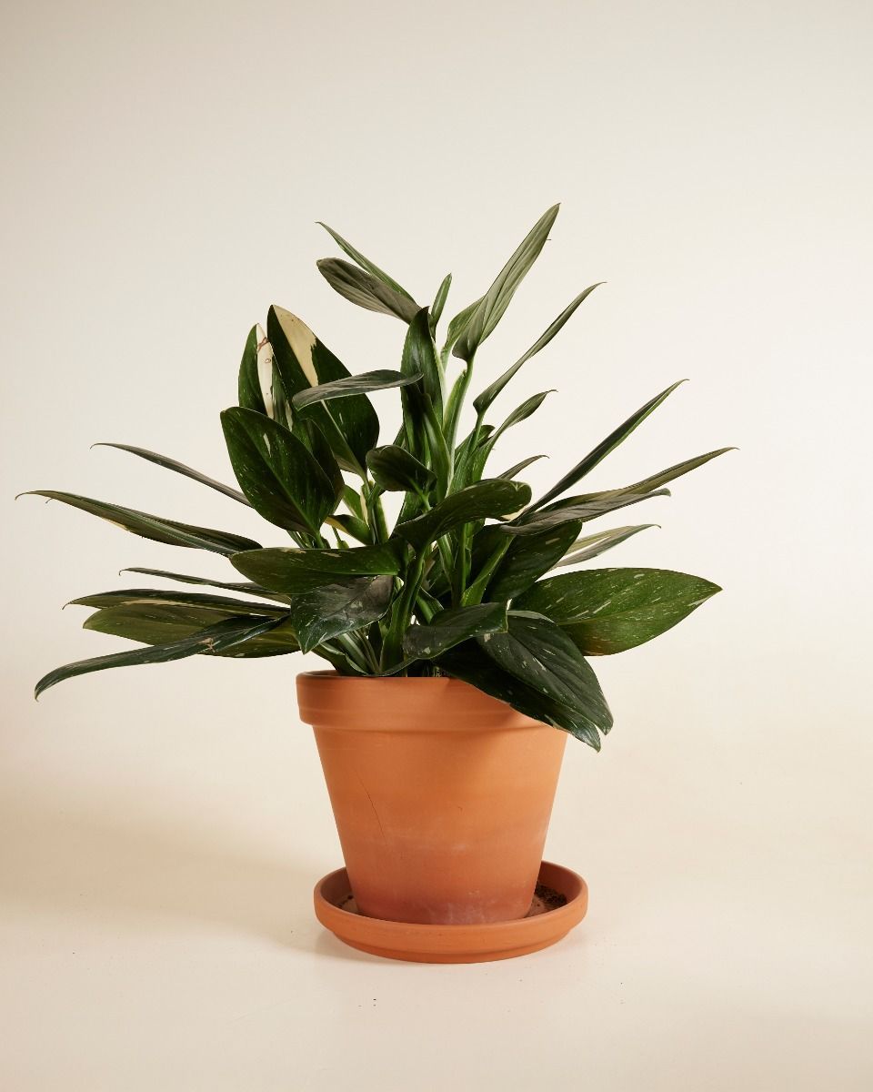 Philodendron Cobra