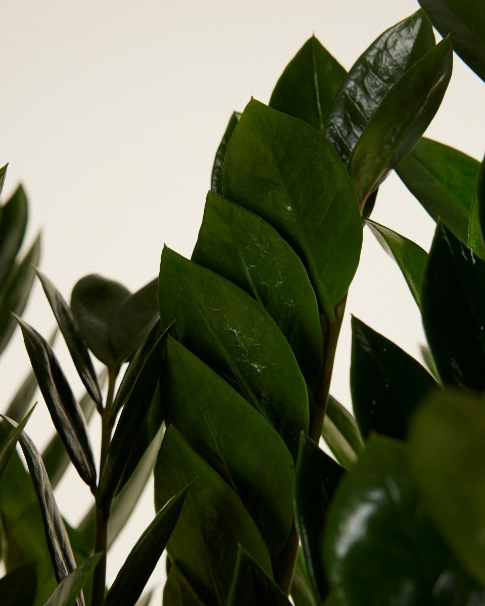 Zamioculcas ZZ Plant Zamiifolia