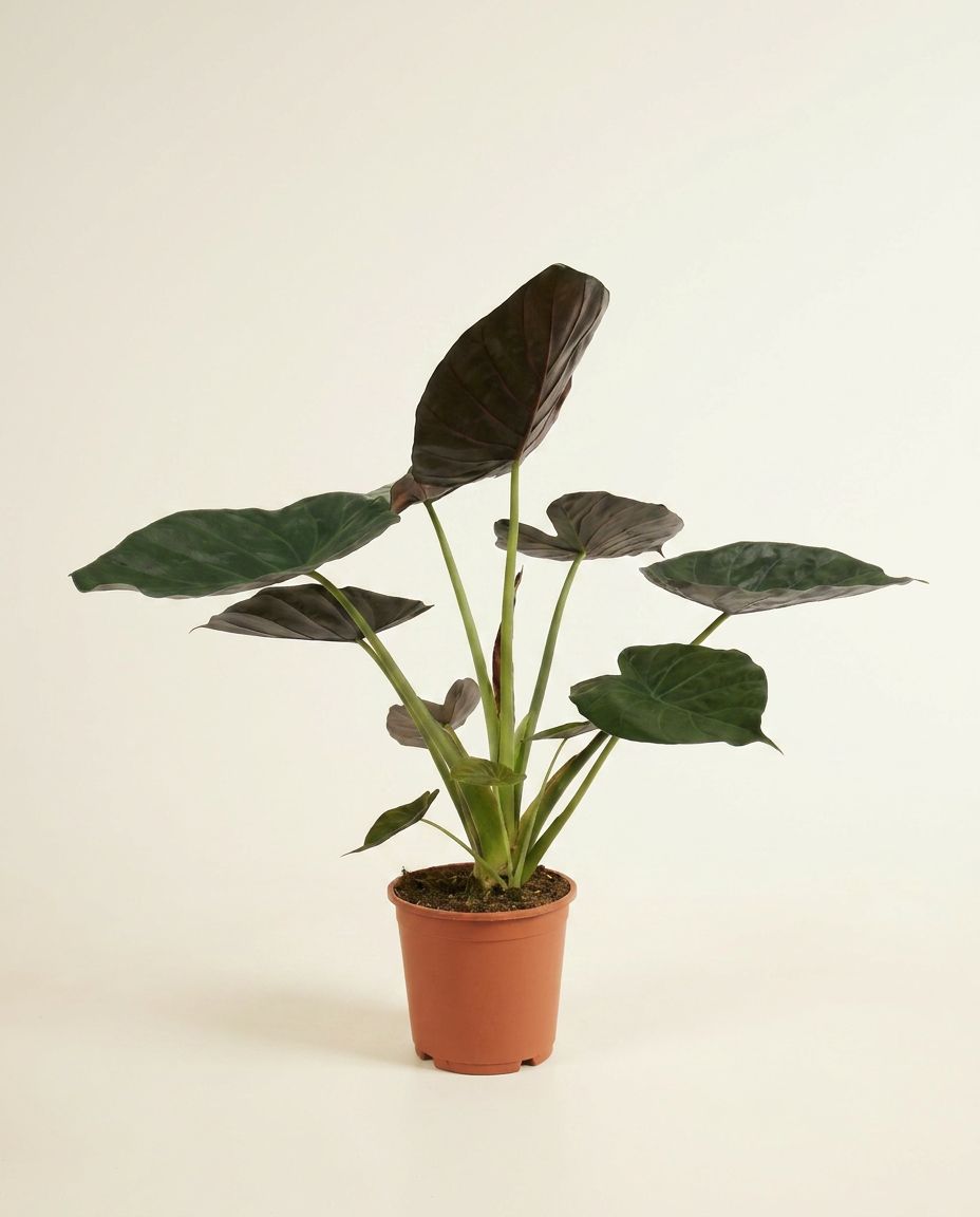 Alocasia Oreilles d'éléphant Wentii