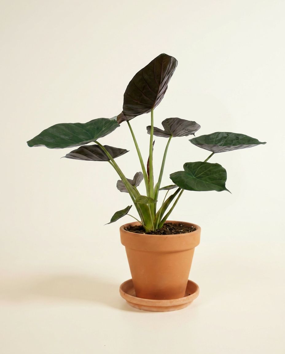 Alocasia Elephant ears Wentii