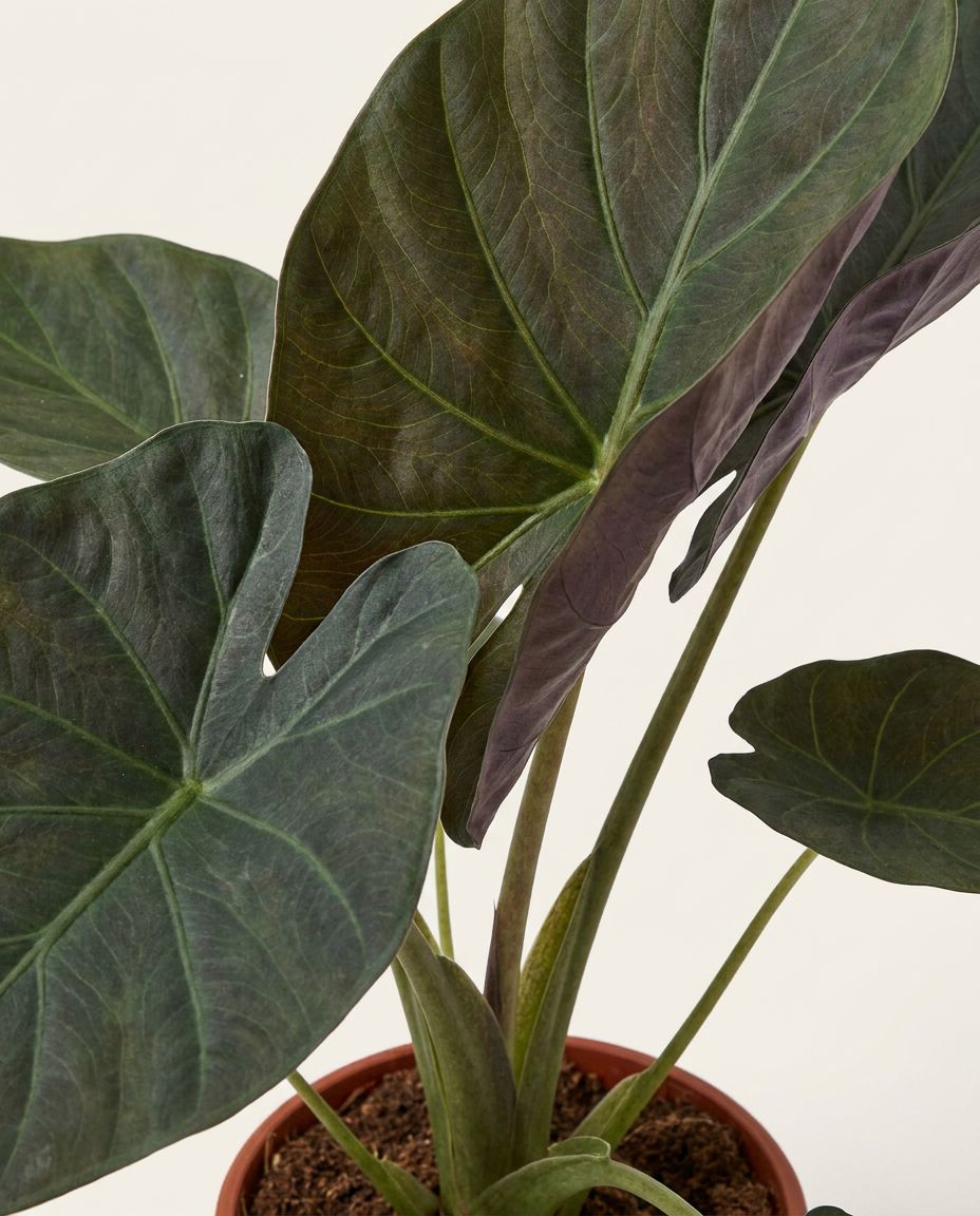 Alocasia Elephant ears Wentii