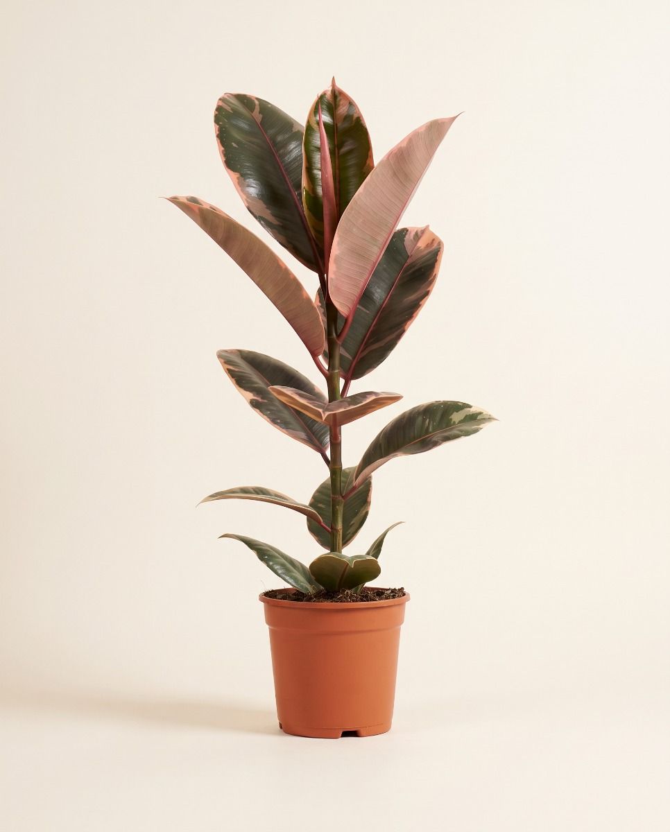 Ficus Fico Elastica Belize