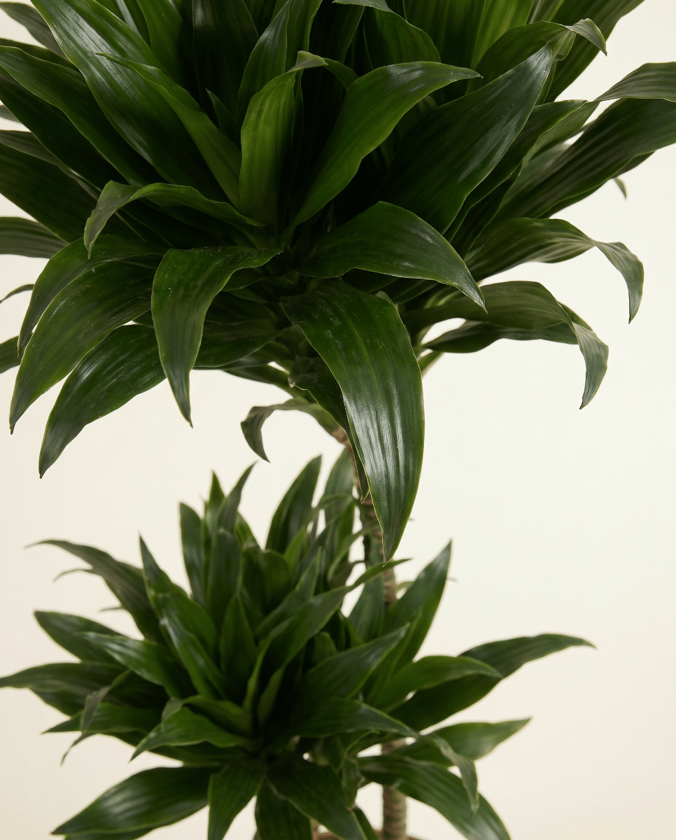 Dracaena Drakenbloedboom Compacta