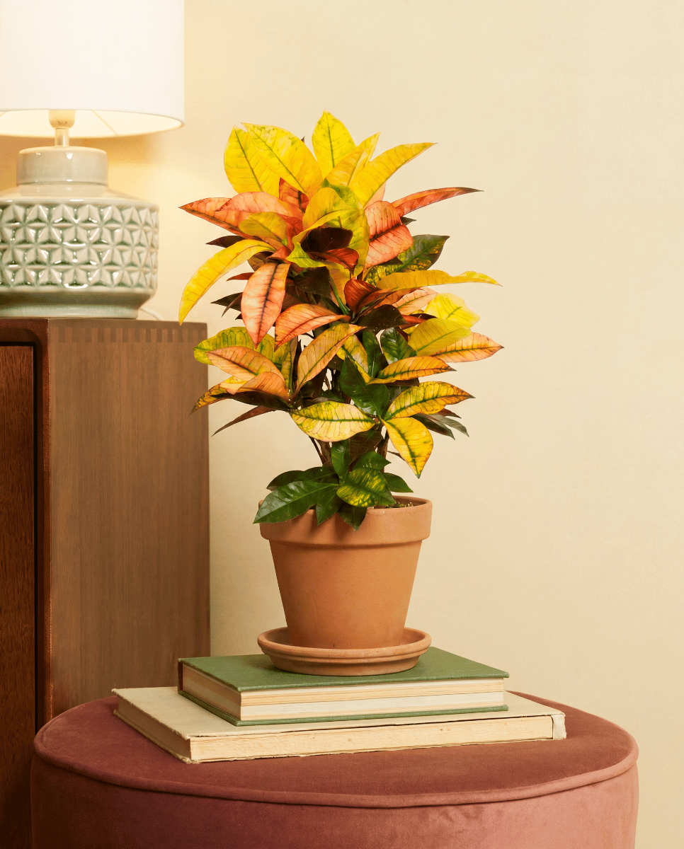 Codiaeum Croton Variegatum Iceton