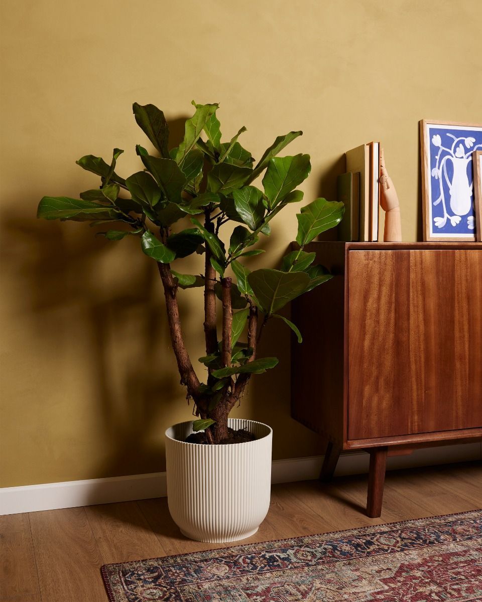 Ficus Fiddle Leaf Fig Lyrata Branched