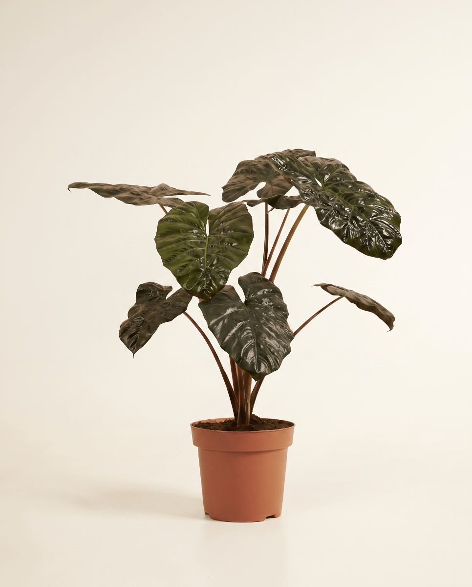 Alocasia Elephant Ears Yucatan Princess
