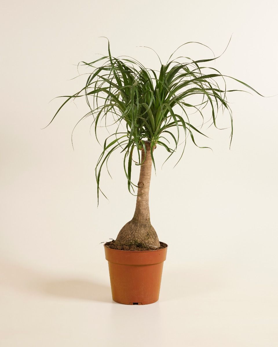Beaucarnea Ponytail Palm Recurvata