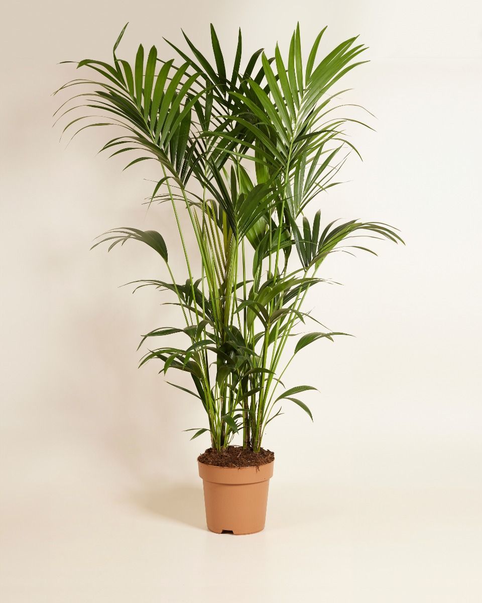 Kentia Howea Forsteriana Golden Cane Palm Kentia 