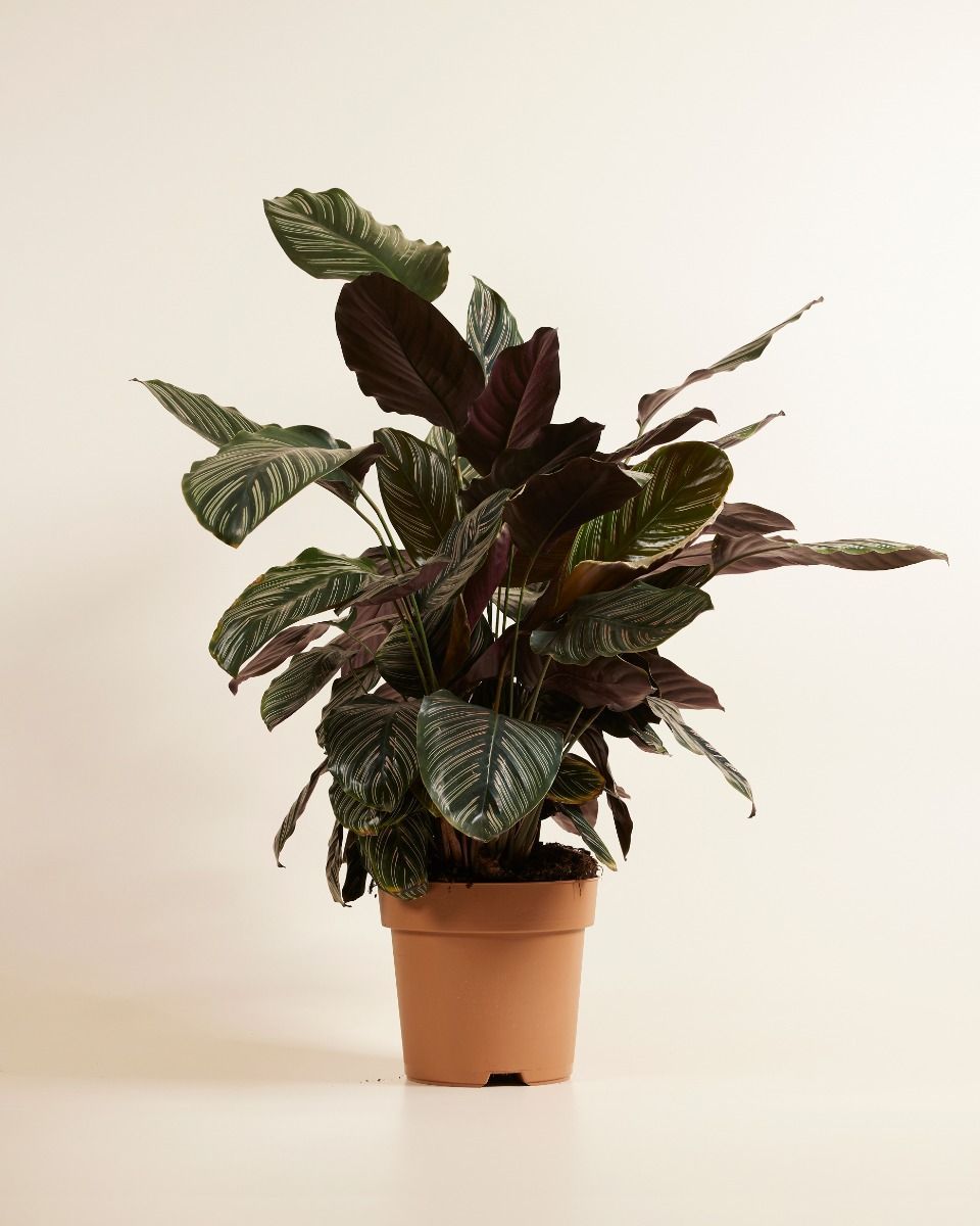 Calathea Prayer Plant Ornata