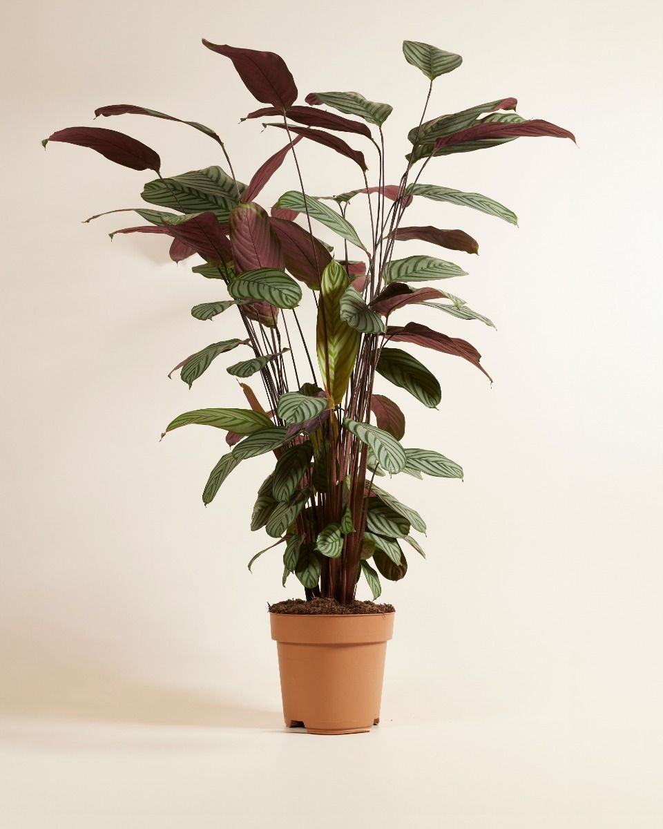 Calathea Prayer Plant Oppenheimiana
