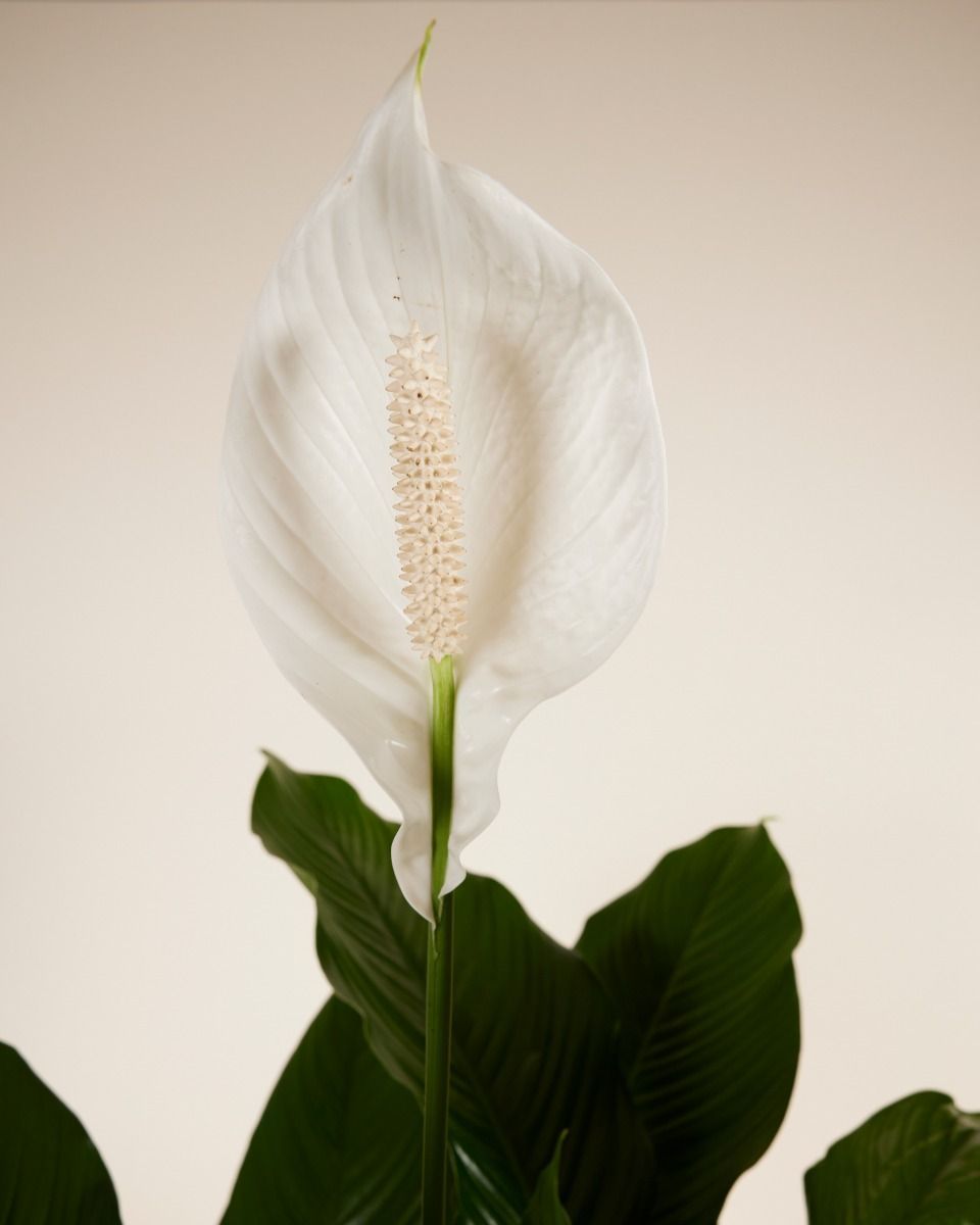 Spathiphyllum Sweet Sebastiano